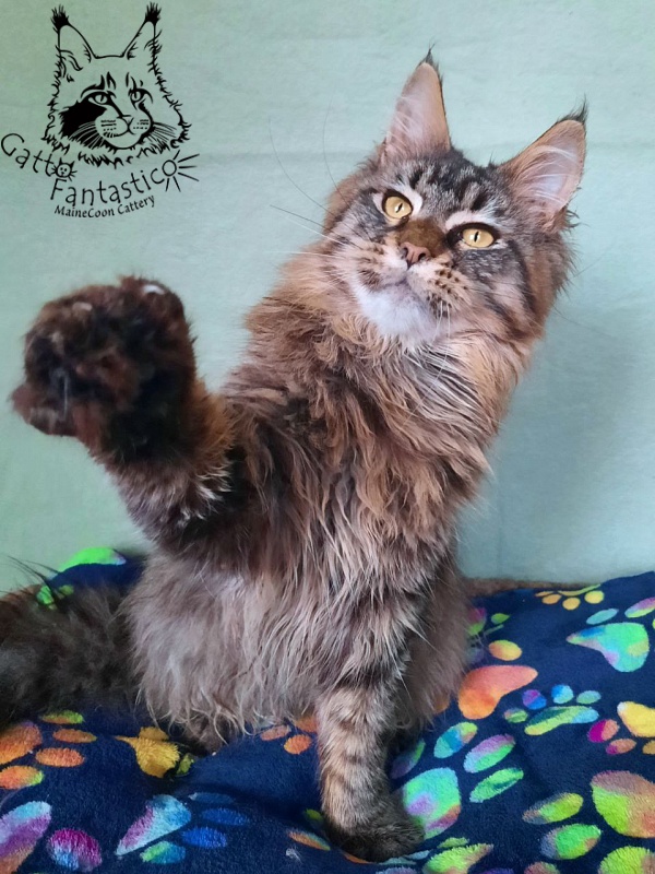 Gatto Fantastico Galaxy Queen - Junior maine-coon 8 months 2.5 weeks
