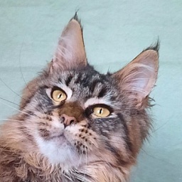 Gatto Fantastico Galaxy Queen