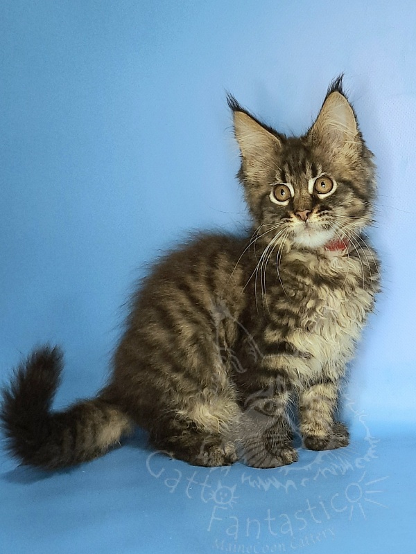 Gatto Fantastico Galaxy Queen - Kitten maine-coon 2 months 2 weeks