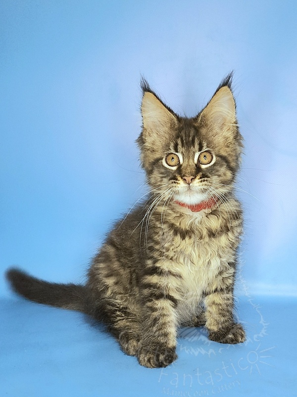 Gatto Fantastico Galaxy Queen - Kitten maine-coon 2 months 2 weeks