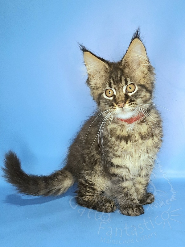 Gatto Fantastico Galaxy Queen - Kitten maine-coon 2 months 2 weeks