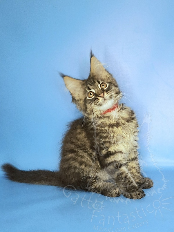 Gatto Fantastico Galaxy Queen - Kitten maine-coon 2 months 2 weeks