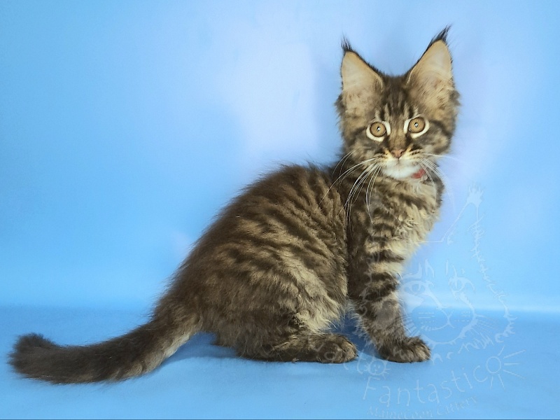 Gatto Fantastico Galaxy Queen - Kitten maine-coon 2 months 2 weeks