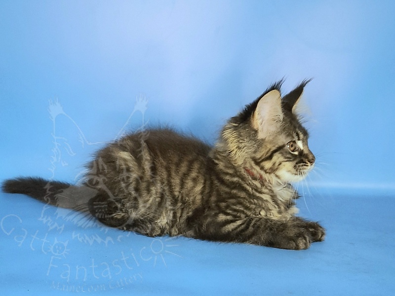 Gatto Fantastico Galaxy Queen - Kitten maine-coon 2 months 2 weeks
