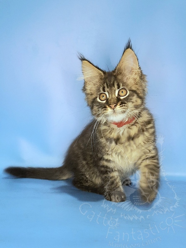 Gatto Fantastico Galaxy Queen - Kitten maine-coon 2 months 2 weeks