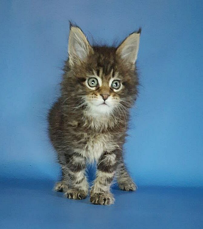 Gatto Fantastico Marinello - Kitten maine-coon 2.5 weeks