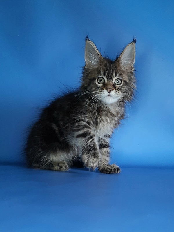 Gatto Fantastico Marinello - Kitten maine-coon 1 month 1.5 week