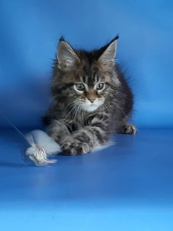 Gatto Fantastico Marinello - Kitten maine-coon 1 month 1.5 week