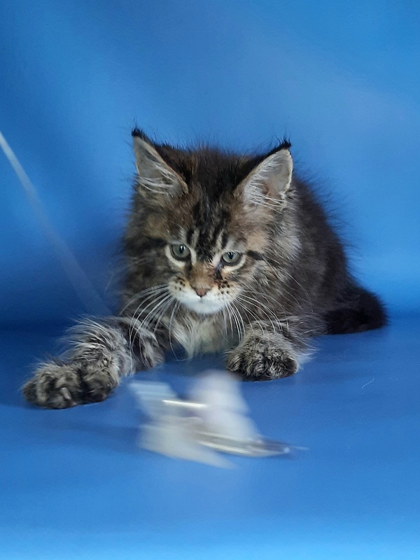 Gatto Fantastico Marinello - Kitten maine-coon 1 month 1.5 week