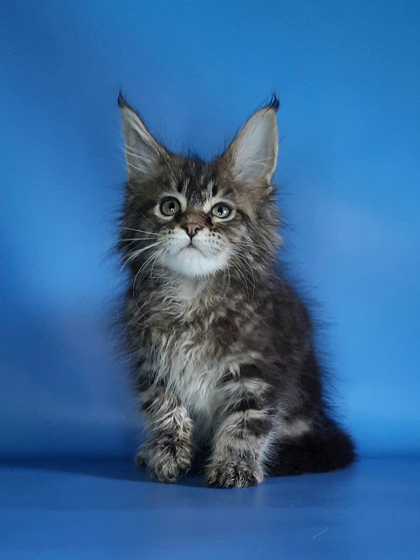 Gatto Fantastico Marinello - Kitten maine-coon 1 month 1.5 week