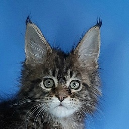Gatto Fantastico Marinello