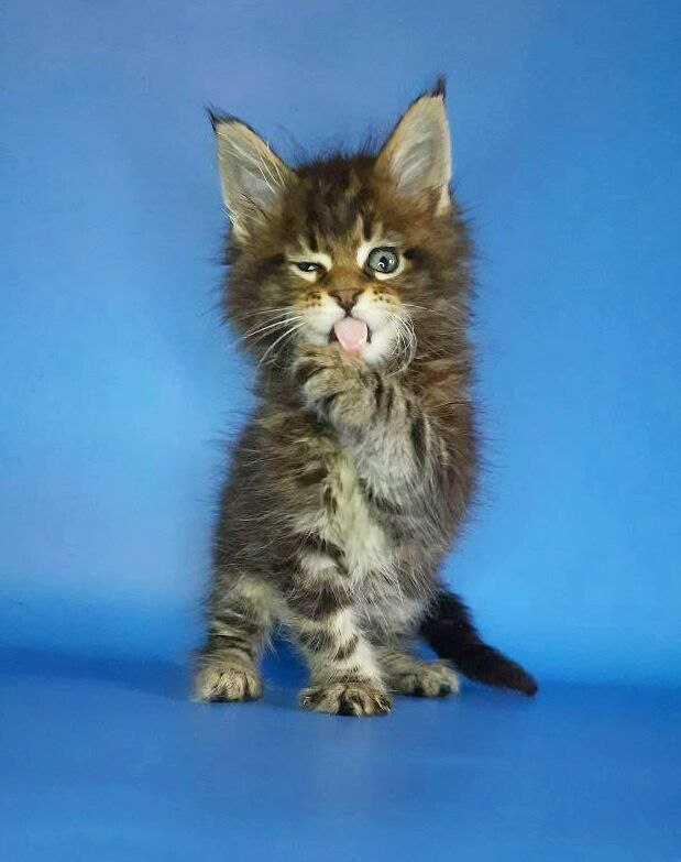 Gatto Fantastico Marinello - Kitten maine-coon 2.5 weeks