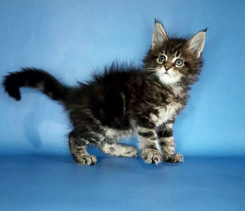 Gatto Fantastico Marinello - Kitten maine-coon 2.5 weeks