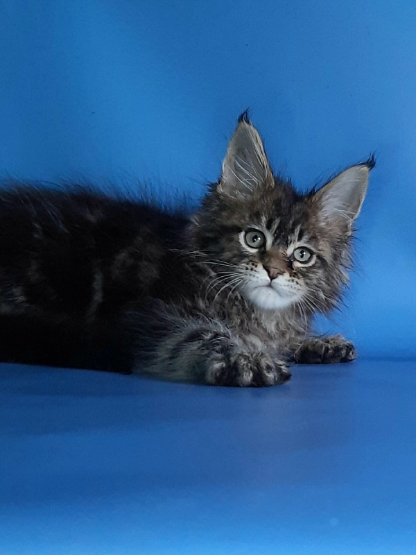 Gatto Fantastico Marinello - Kitten maine-coon 1 month 1.5 week