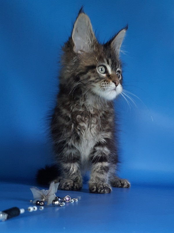 Gatto Fantastico Marinello - Kitten maine-coon 1 month 1.5 week