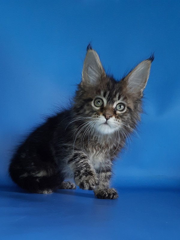 Gatto Fantastico Marinello - Kitten maine-coon 1 month 1.5 week
