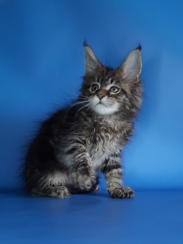 Gatto Fantastico Marinello - Kitten maine-coon 1 month 1.5 week