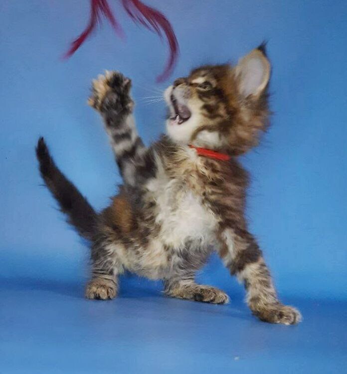 Gatto Fantastico Marisol Reina - Kitten maine-coon 2.5 weeks