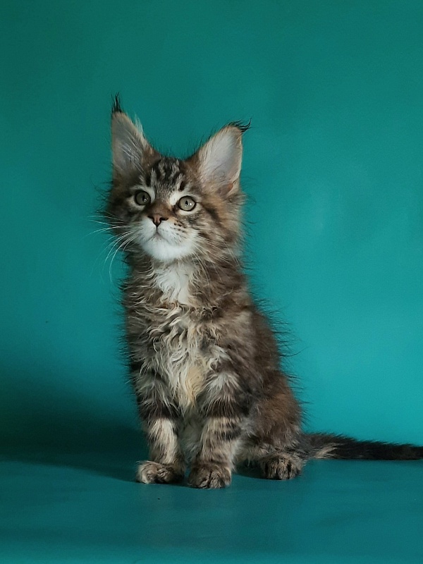 Gatto Fantastico Marisol Reina - Kitten maine-coon 1 month 2 weeks