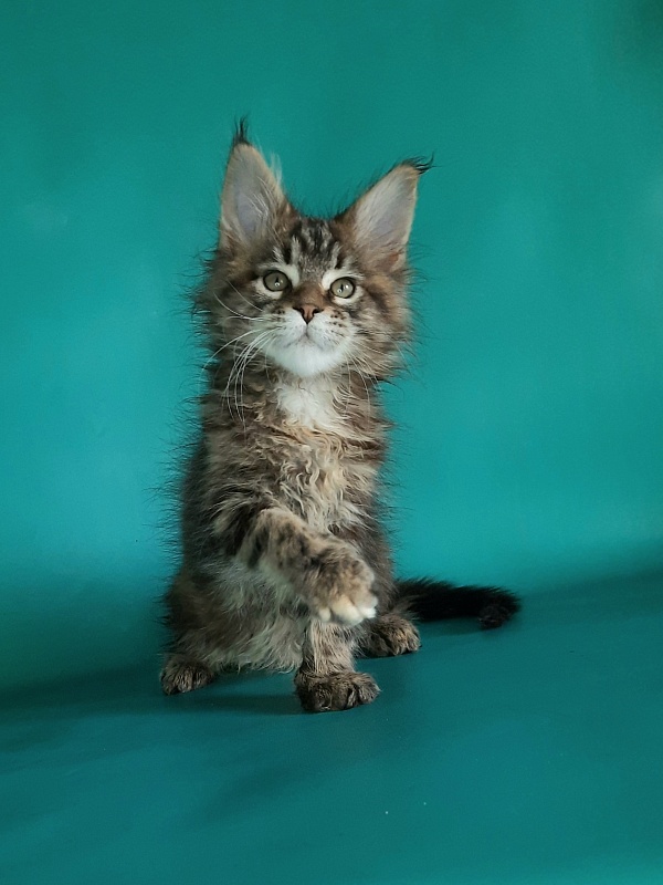 Gatto Fantastico Marisol Reina - Kitten maine-coon 1 month 2 weeks