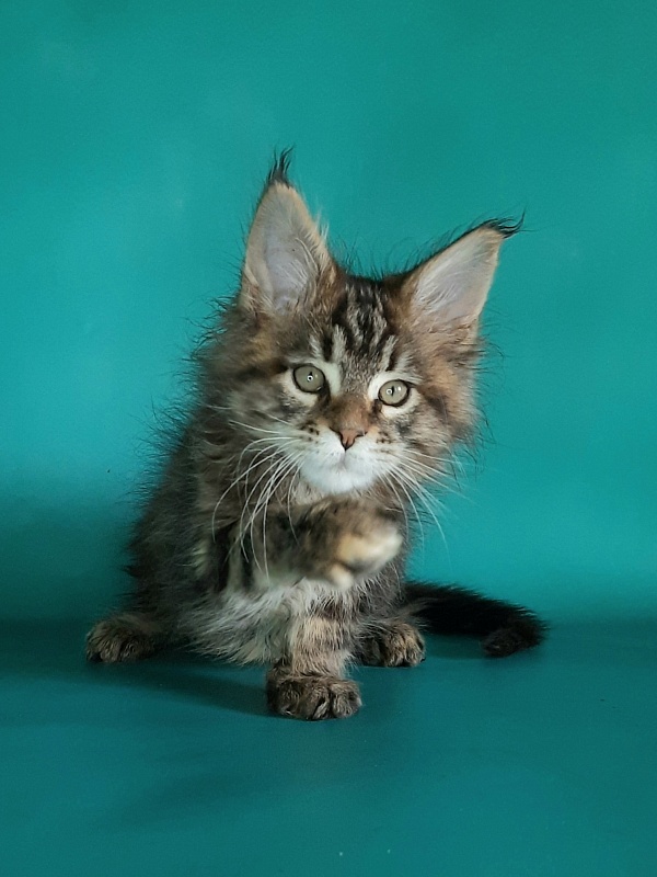 Gatto Fantastico Marisol Reina - Kitten maine-coon 1 month 2 weeks
