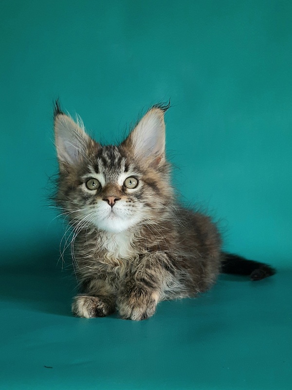 Gatto Fantastico Marisol Reina - Kitten maine-coon 1 month 2 weeks