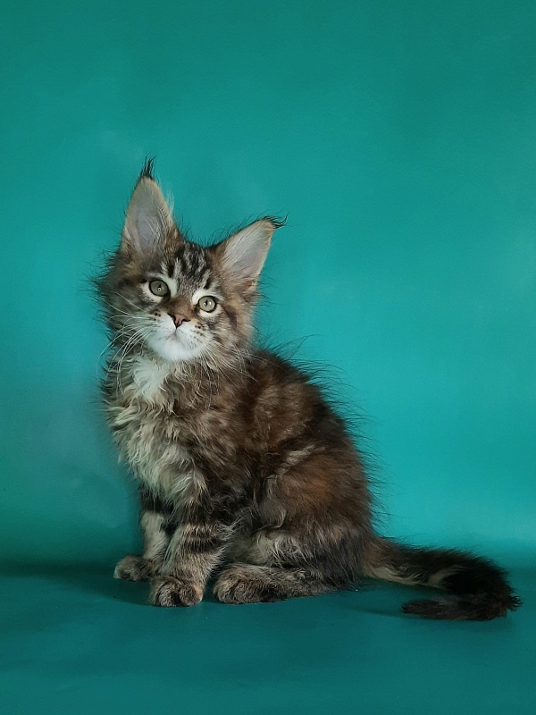 Gatto Fantastico Marisol Reina - Kitten maine-coon 1 month 2 weeks