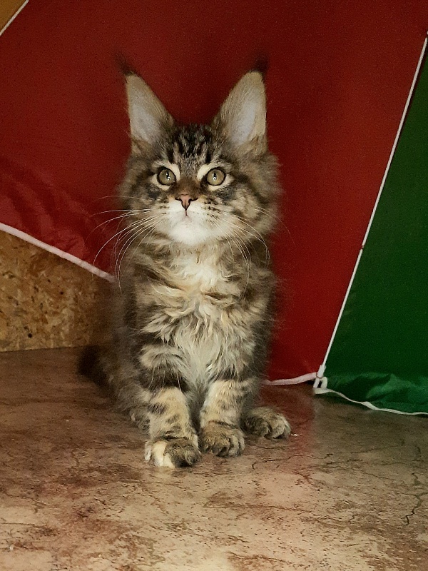 Gatto Fantastico Marisol Reina - Kitten maine-coon 1 month 4 weeks