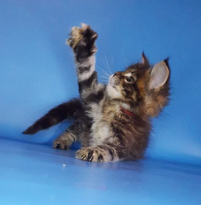 Gatto Fantastico Marisol Reina - Kitten maine-coon 2.5 weeks