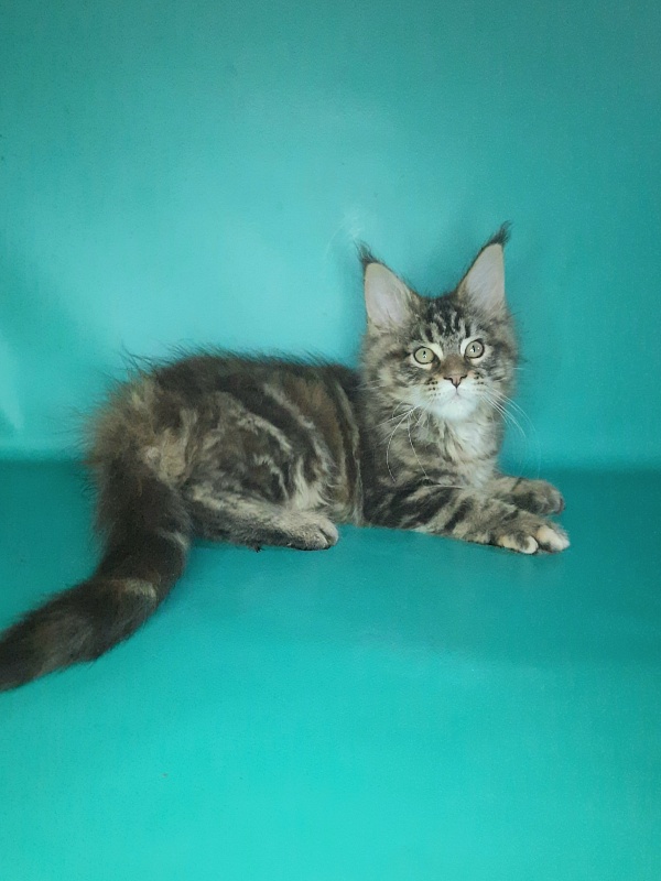 Gatto Fantastico Marisol Reina - Kitten maine-coon 2 months 0.5 weeks
