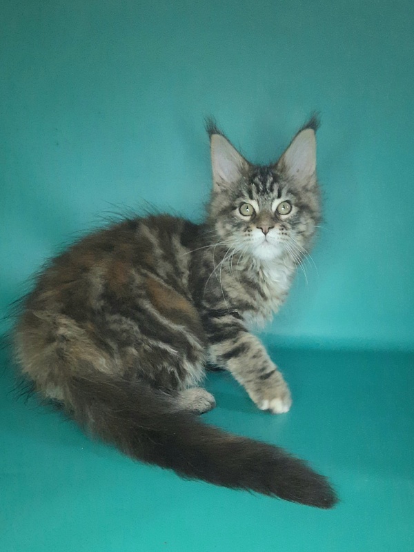 Gatto Fantastico Marisol Reina - Kitten maine-coon 2 months 0.5 weeks