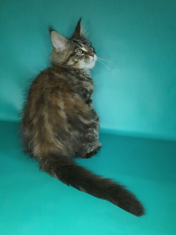 Gatto Fantastico Marisol Reina - Kitten maine-coon 2 months 0.5 weeks