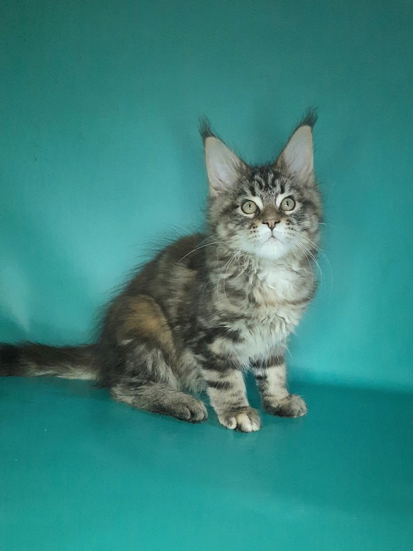 Gatto Fantastico Marisol Reina - Kitten maine-coon 2 months 0.5 weeks