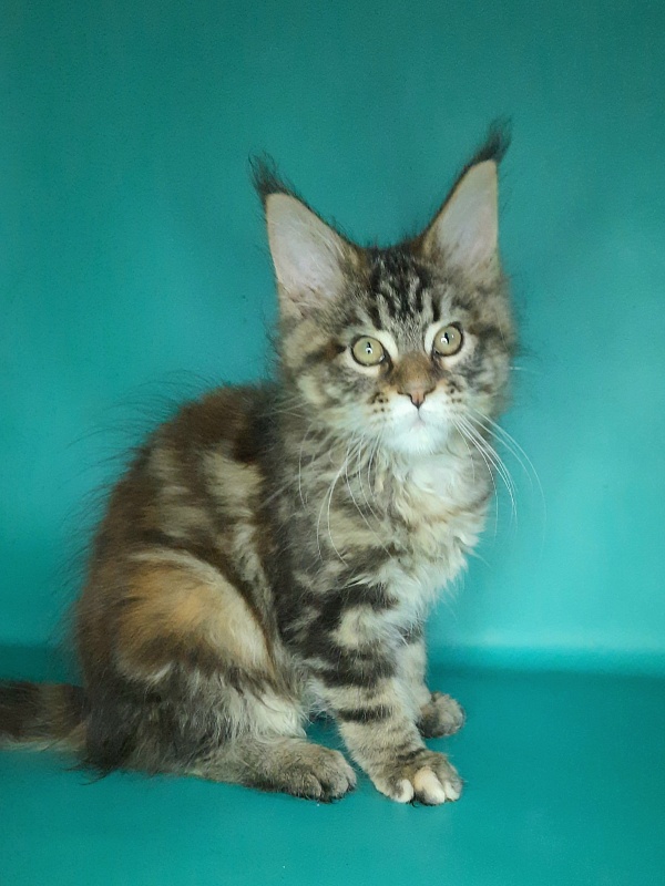 Gatto Fantastico Marisol Reina - Kitten maine-coon 2 months 0.5 weeks