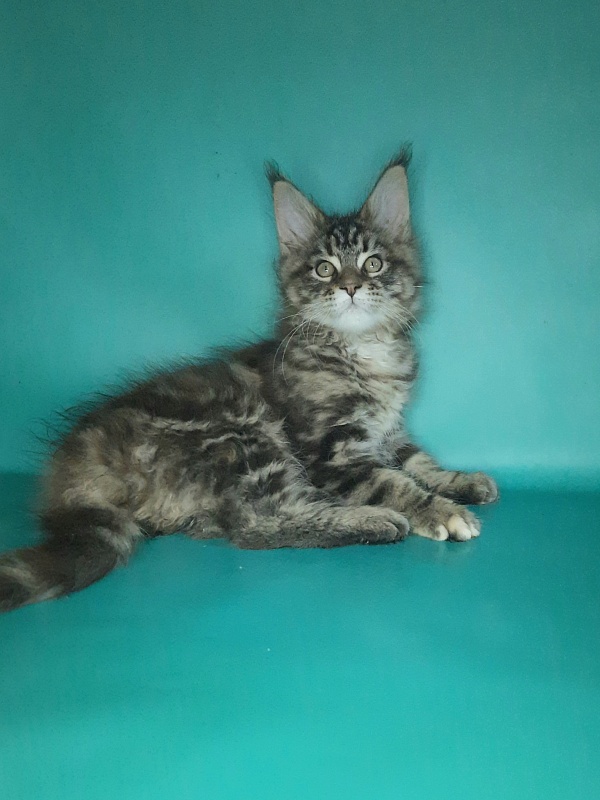 Gatto Fantastico Marisol Reina - Kitten maine-coon 2 months 0.5 weeks
