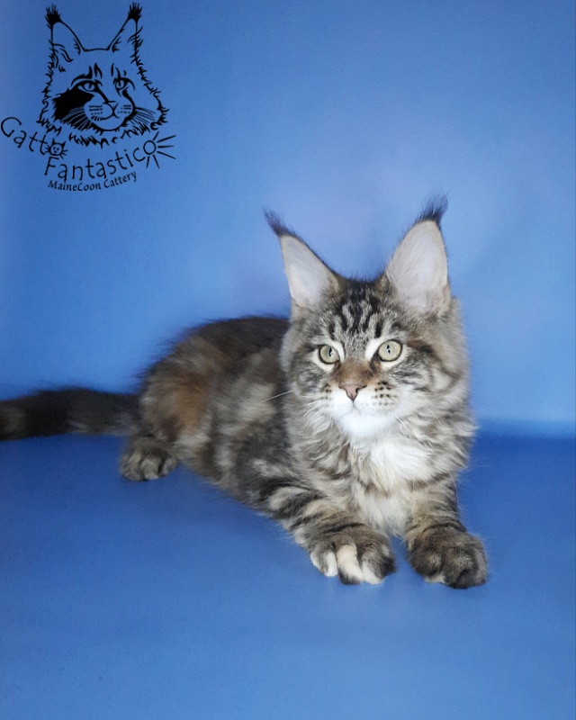 Gatto Fantastico Marisol Reina - Kitten maine-coon 2 months 3 weeks