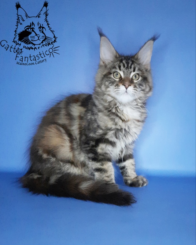 Gatto Fantastico Marisol Reina - Kitten maine-coon 2 months 3 weeks