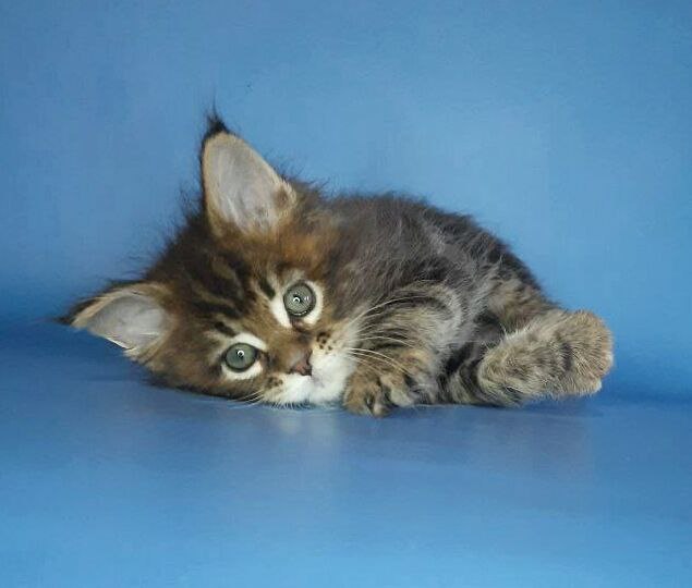 Gatto Fantastico Marisol Reina - Kitten maine-coon 2.5 weeks