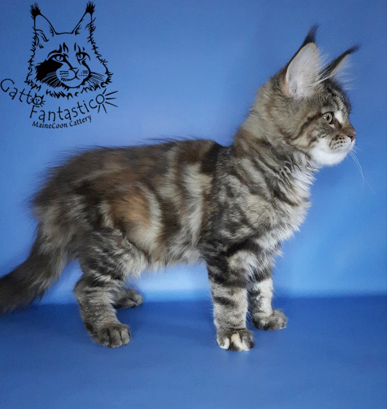 Gatto Fantastico Marisol Reina - Kitten maine-coon 2 months 3 weeks