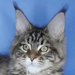 Gatto Fantastico Marisol Reina