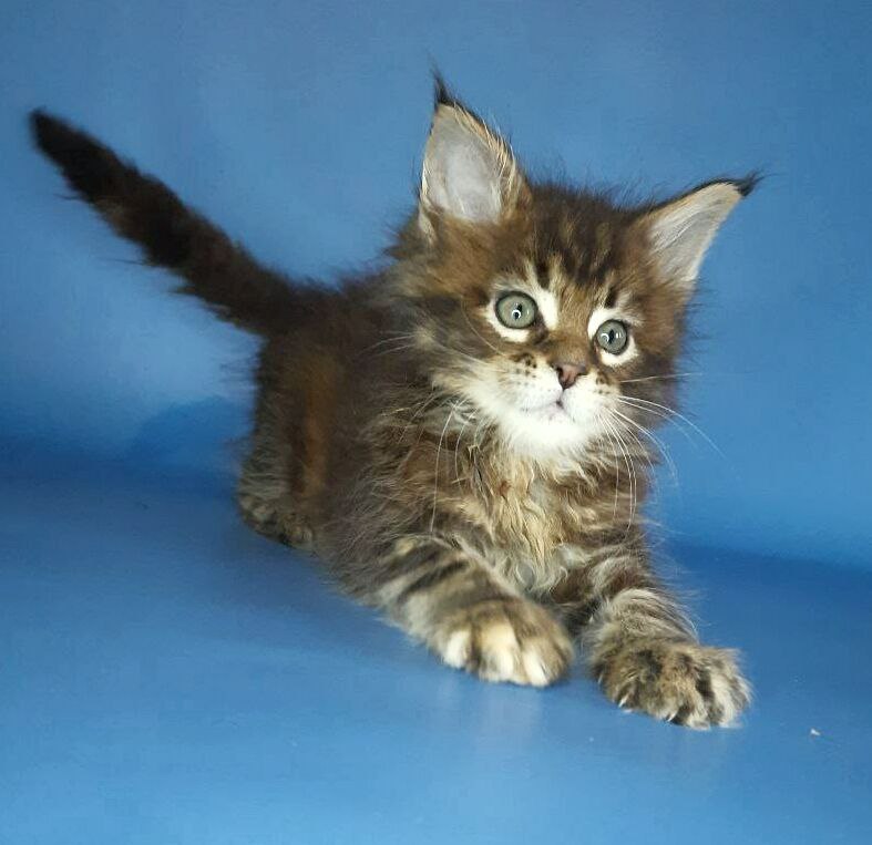 Gatto Fantastico Marisol Reina - Kitten maine-coon 2.5 weeks