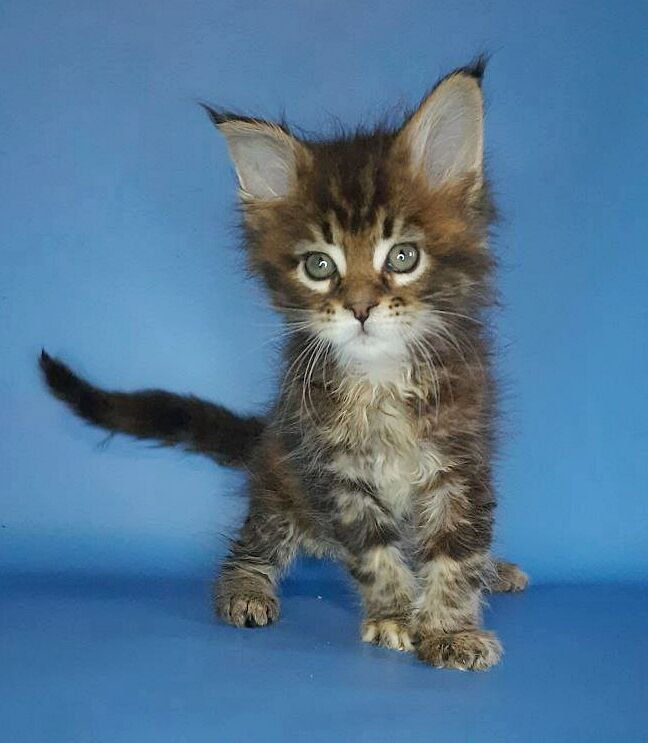 Gatto Fantastico Marisol Reina - Kitten maine-coon 2.5 weeks