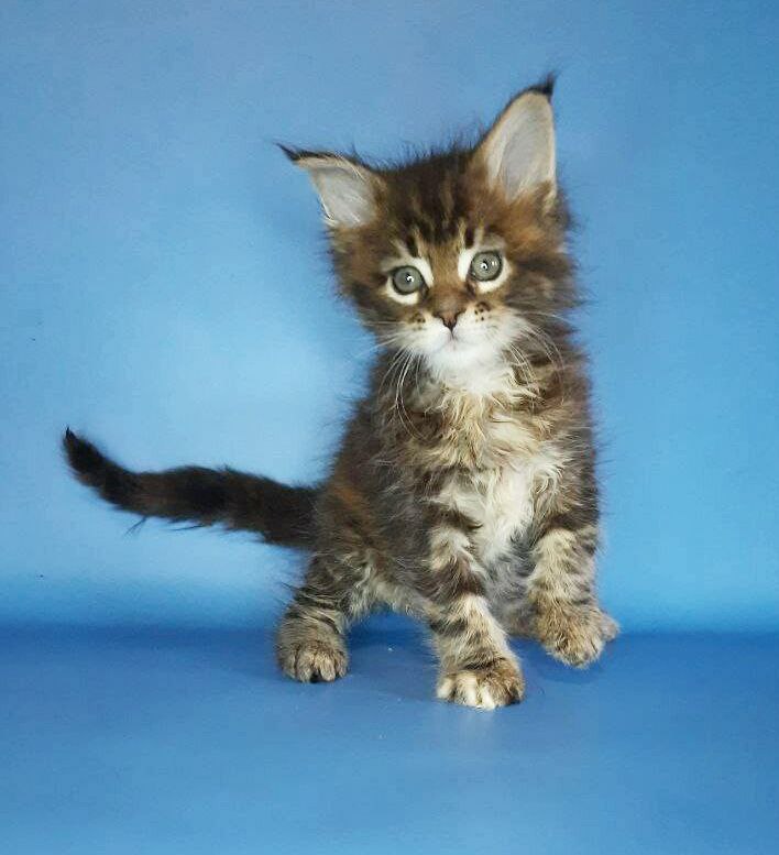 Gatto Fantastico Marisol Reina - Kitten maine-coon 2.5 weeks
