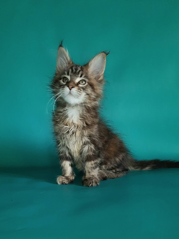 Gatto Fantastico Marisol Reina - Kitten maine-coon 1 month 2 weeks
