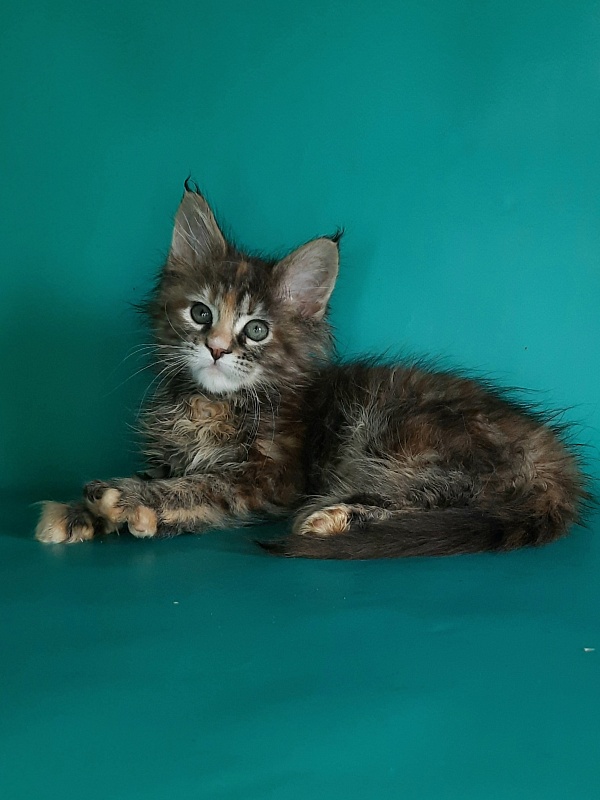 Gatto Fantastico Milady - Кошеня мейн-кун 1 місяць 2 тижні