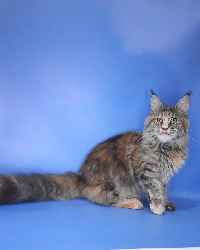 Gatto Fantastico Milady - Юніор мейн-кун 8 місяців 2,5 тижні