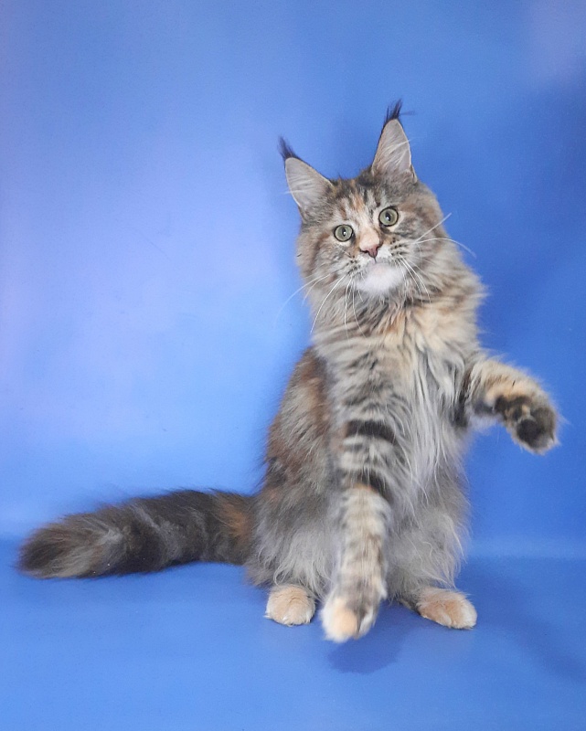 Gatto Fantastico Milady - Junior maine-coon 8 months 2.5 weeks