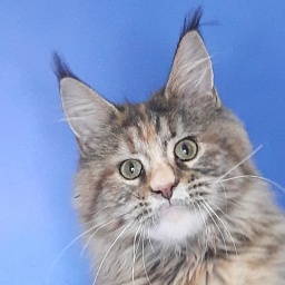 Gatto Fantastico Milady