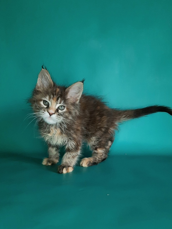 Gatto Fantastico Milady - Кошеня мейн-кун 1 місяць 2 тижні