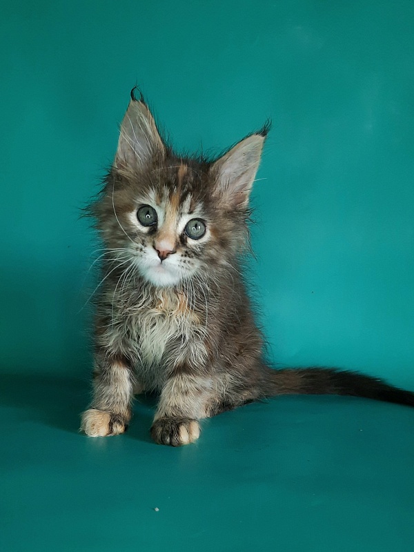 Gatto Fantastico Milady - Кошеня мейн-кун 1 місяць 2 тижні